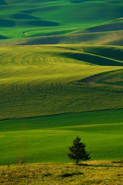 Palouse, Washington Eyaleti 'nden yeşil buğday tarlalarının görüntüsü