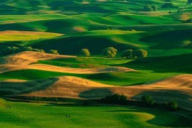 Palouse, Washington Eyaleti 'nden yeşil buğday tarlalarının görüntüsü