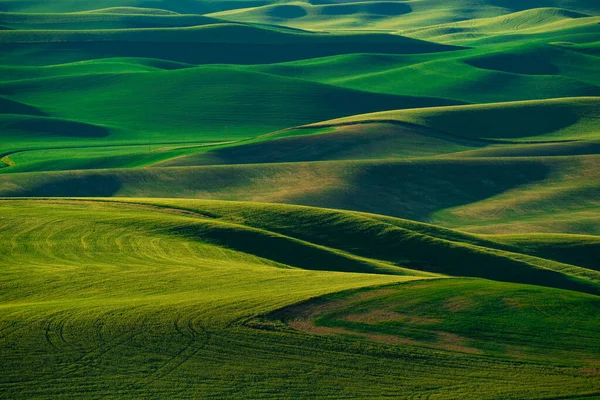 Вид Палуза Штат Вашингтон Зелеными Пшеничными Фермерскими Полями — стоковое фото