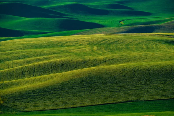 View Palouse Washington State Rolling Green Wheat Agricultural Farm Fields — Stock Photo, Image