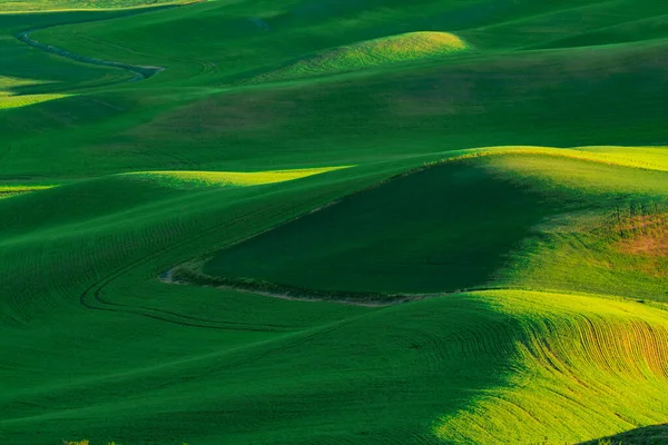 Vista Palouse Estado Washington Com Campos Agrícolas Trigo Verde — Fotografia de Stock