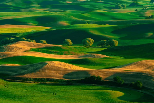 Blick Vom Palouse Bundesstaat Washington Mit Rollenden Grünen Weizenfeldern — Stockfoto