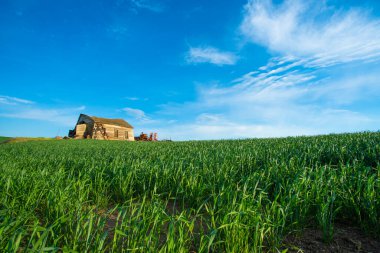 Kırsal buğday tarlalarından görülen harap ahır.