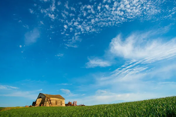 農村部の小麦畑から見える荒廃した木の納屋 — ストック写真
