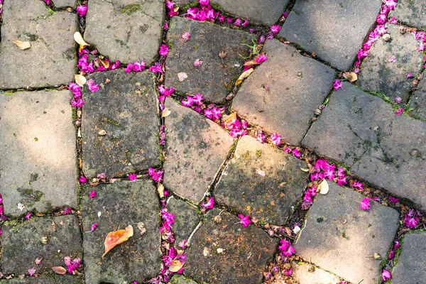 Pembe Çiçek Yapraklarıyla Döşenmiş Eski Kaldırım Taşı Tuğlaları — Stok fotoğraf
