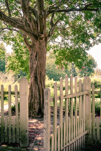 Outdoor garden scene with gate on white picket fence leading to tree and garden in summertime