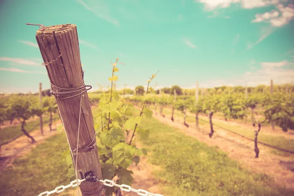 Vineyard — Stock Photo, Image