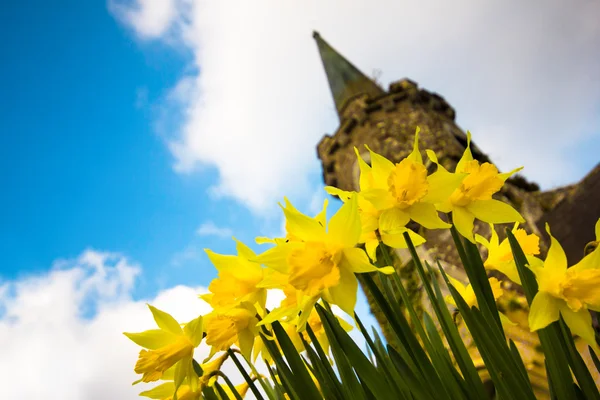 Ireland Daffodils — Stock Photo, Image