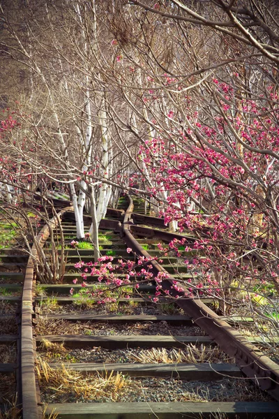 Train Tracks in Spring — Stock Photo, Image