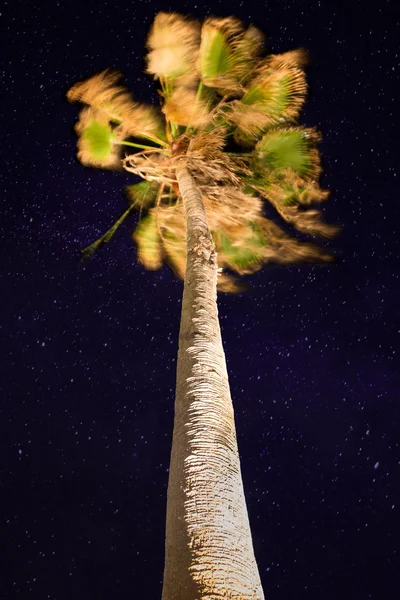 Palm på natten — Stockfoto