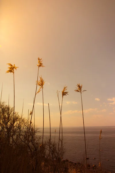 Hoog riet — Stockfoto