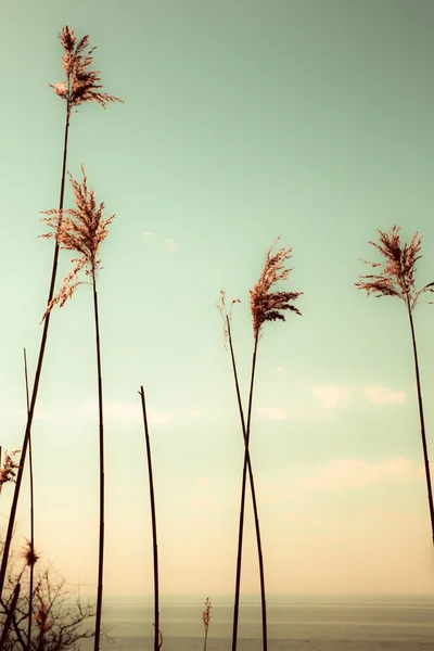 Hoog riet — Stockfoto