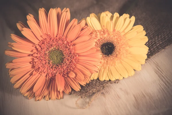 Margarida da Gerbera — Fotografia de Stock