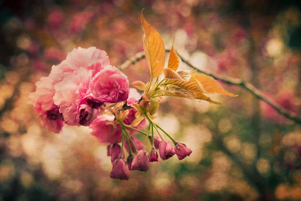 Våren Blom — Stockfoto