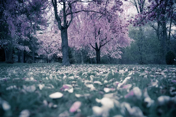 Våren träd — Stockfoto