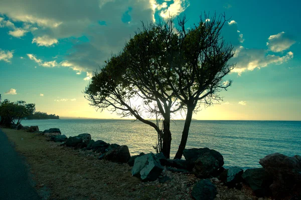 Silueta de árbol en la playa del atardecer — Foto de Stock