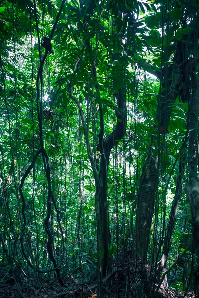Bosque lluvioso El Yunque — Foto de Stock