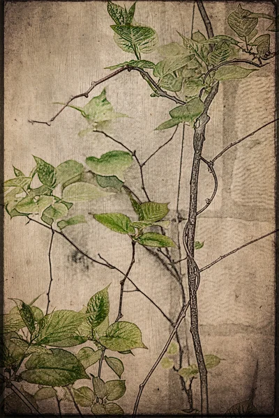 Vine with Texture Effect — Stock Photo, Image