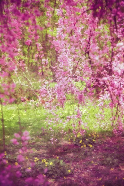 Fondo de flor de cerezo —  Fotos de Stock