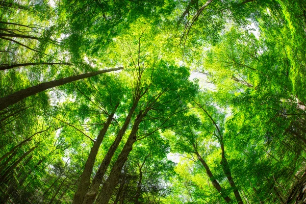 Trees — Stock Photo, Image