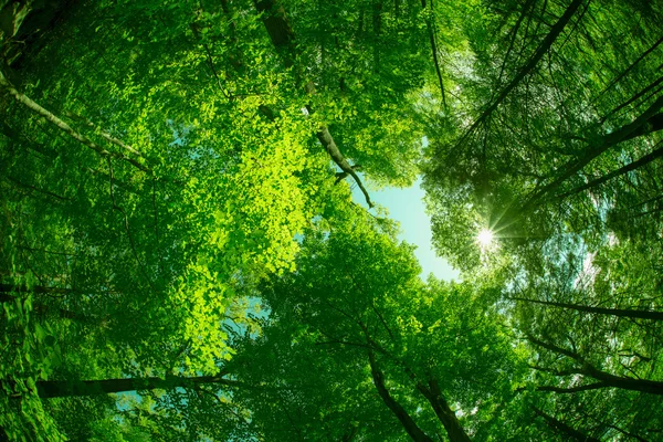 Bomen — Stockfoto