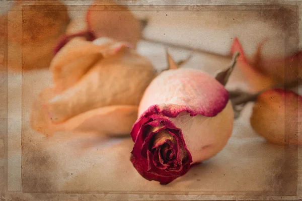 Roses — Stock Photo, Image