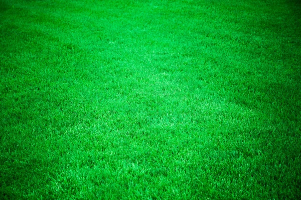 Green Grass — Stock Photo, Image