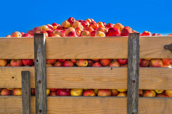 Caisse de culture de pommes — Photo