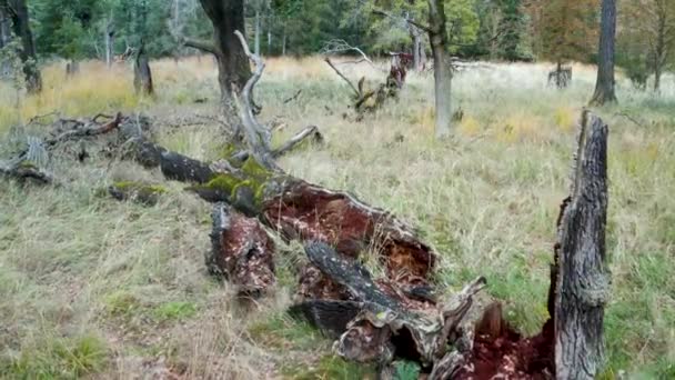 Tembakan udara di atas pohon yang rusak — Stok Video