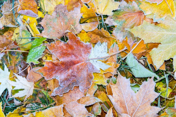 Herfst bladeren achtergrond — Stockfoto