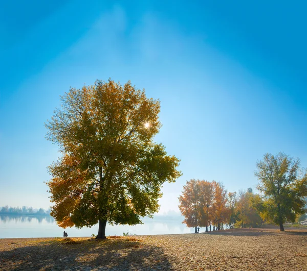 ゴールド秋、壮大な秋の風景 — ストック写真