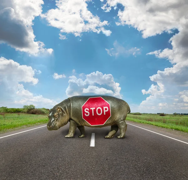 Baby Hippo , passage is closed — Stock Photo, Image