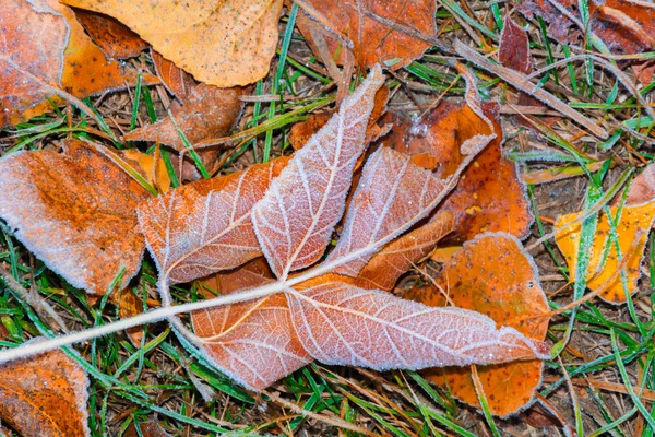 Herfst bladeren achtergrond — Stockfoto