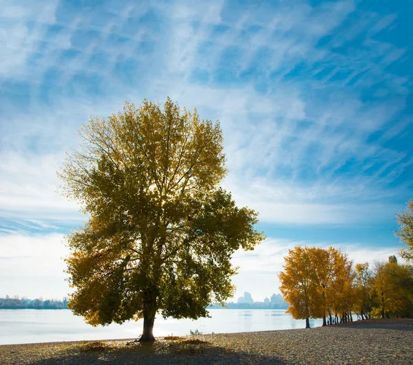 美しい秋のツリー — ストック写真
