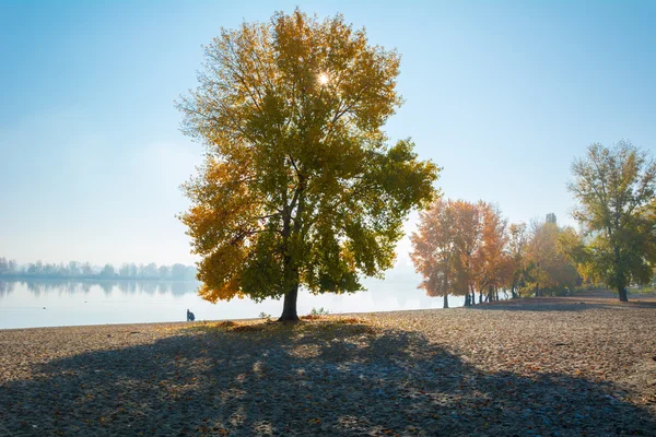 ゴールド秋壮大な秋の風景 — ストック写真