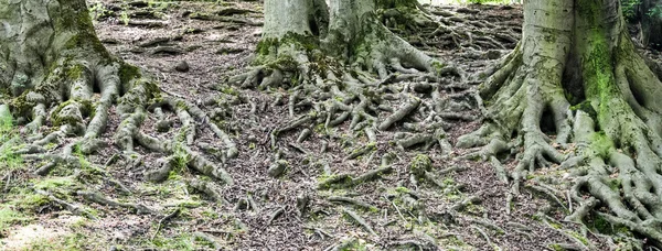 Aktivována kořeny stromů — Stock fotografie