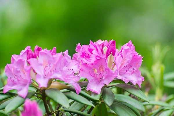 Rhododendron ดอกไม้พื้นหลังสวนฤดูใบไม้ผลิ — ภาพถ่ายสต็อก