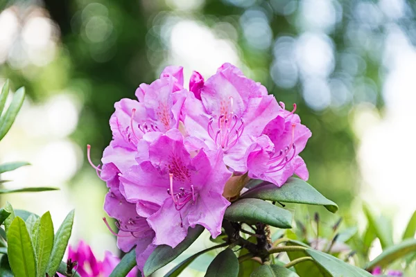Рододендрон цветочный принг фон сада — стоковое фото