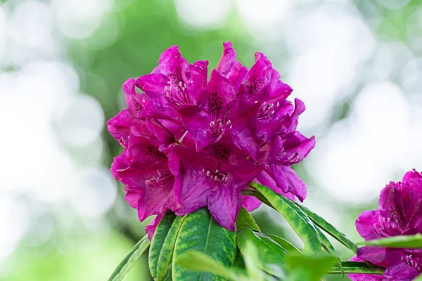 Rhododendron ดอกไม้ pring สวนพื้นหลัง — ภาพถ่ายสต็อก