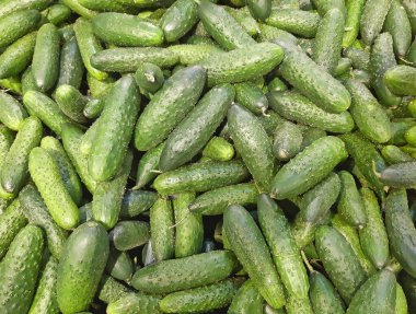 Arka plan olarak bir sera salatalığı yığını