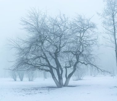 Kış manzarası, dondaki ağaçlar. Görüntü birçok fotoğraftan oluşur.