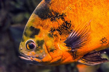 Oscar Balığı (Astronotus ocellatus), kaplan oscar, kadife cichlid ve mermer cichlid olarak adlandırılır.