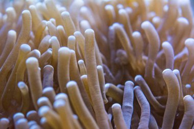 Macrodactyla doreensis, Deniz şakayığı doğada