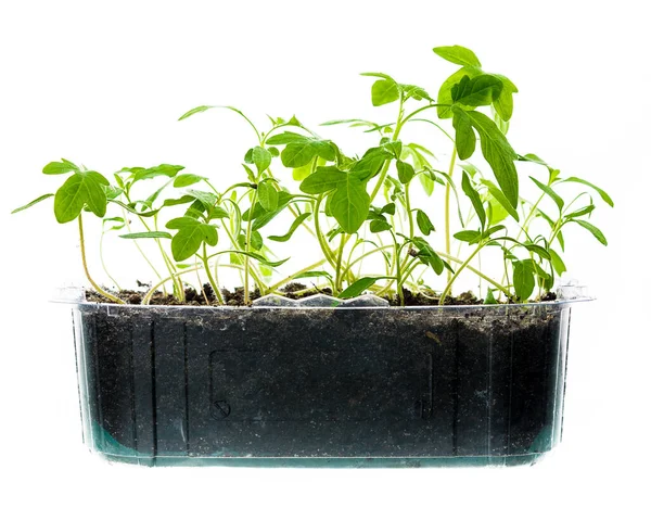 Beyaz arka planda plastik bir kutuda taze filizler (filizler)