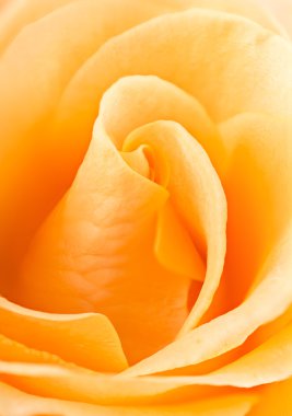 Gül swirls tam kare yakın çekim