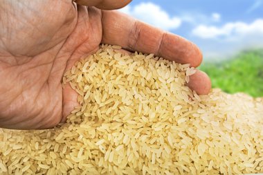 Basmati pirinç arka plan