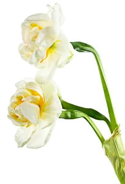 Paperwhite daffodils — Stock Photo, Image