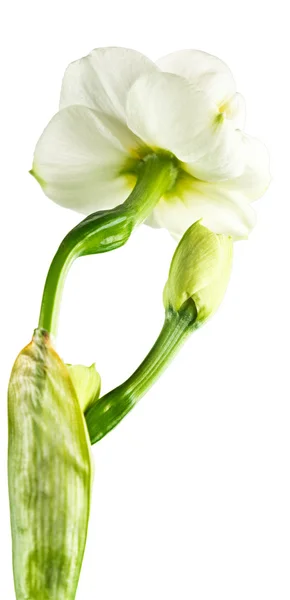 Paperwhite daffodils — Stock Photo, Image