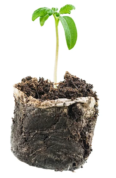 Uma vida nova. Sapling antes do plantio em terreno aberto — Fotografia de Stock