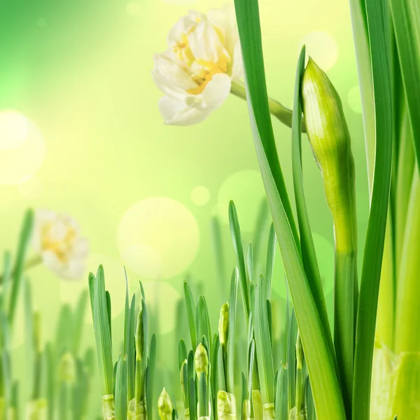 Paperwhite daffodils — Stock Photo, Image